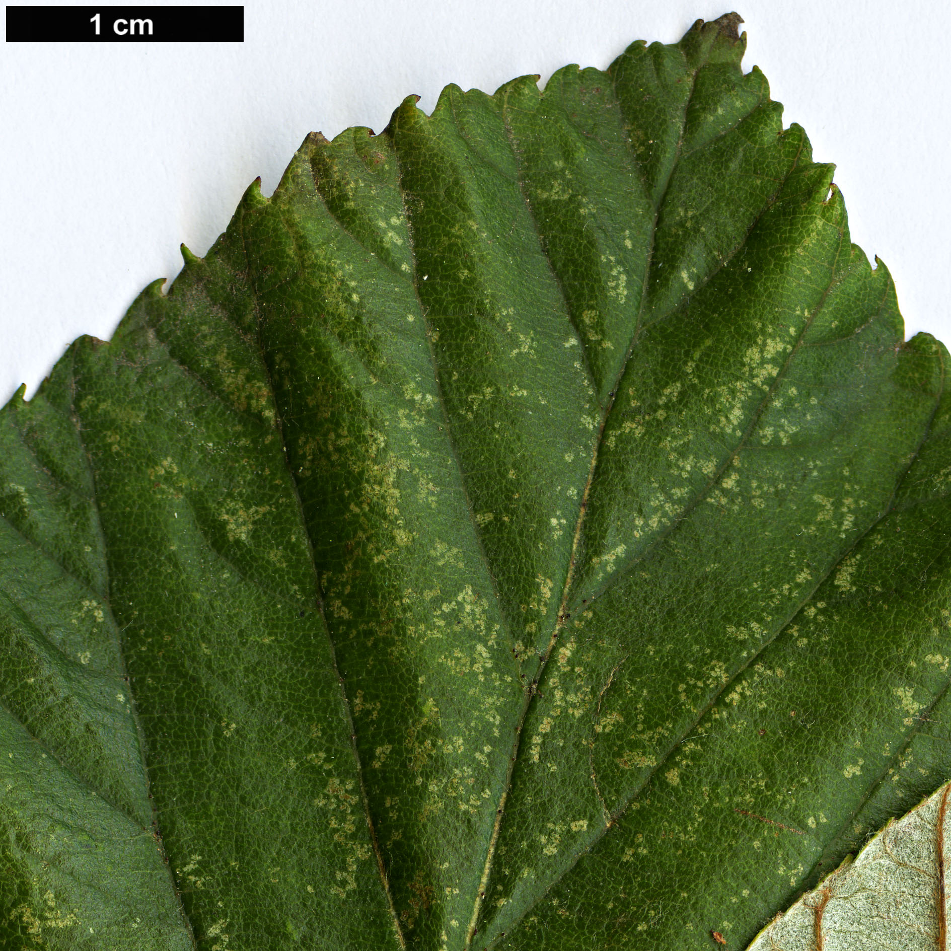 High resolution image: Family: Rosaceae - Genus: Sorbus - Taxon: atrosanguinea